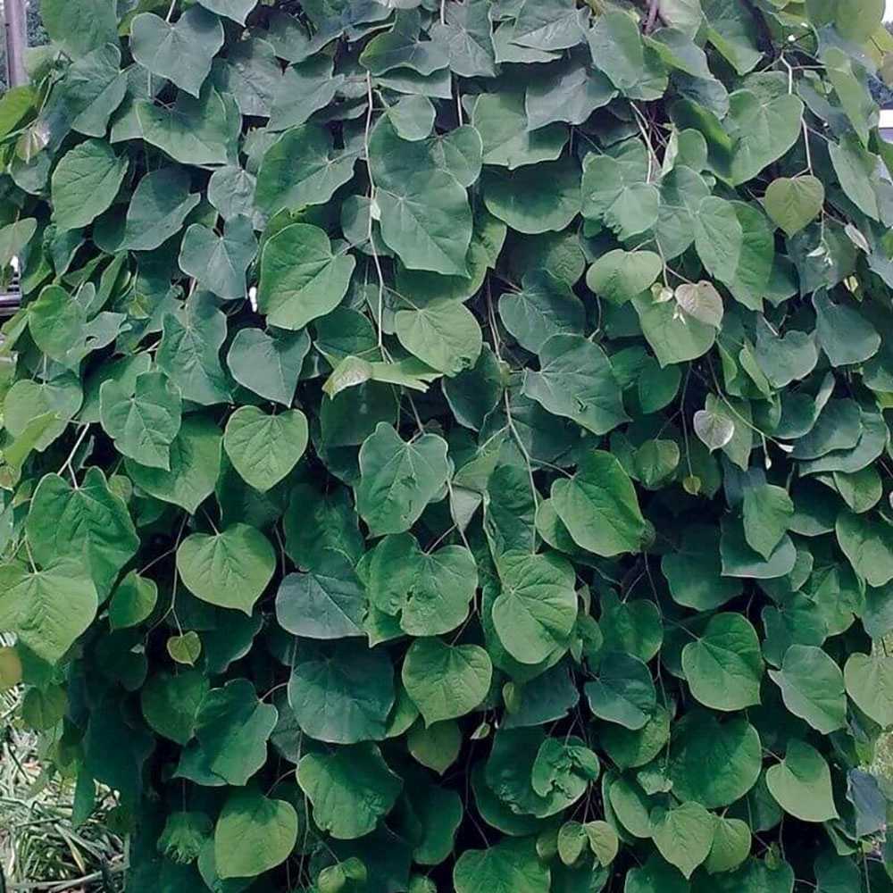 Arborele lui Iuda Plangator Lavender Twist, cu flori roz-mov si direct pe tulpina si ramuri, crengi arcuite pletosi, pentru gradini mici