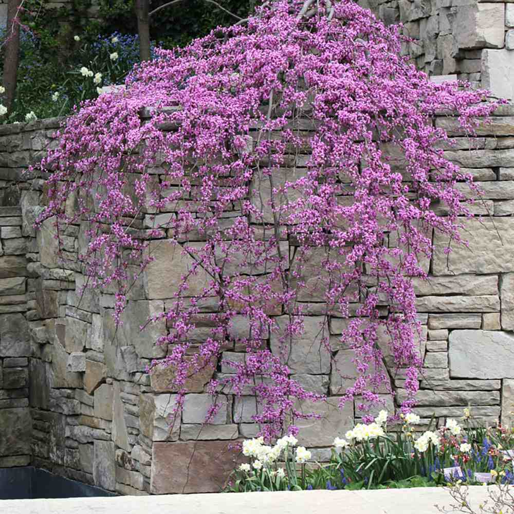 Arborele lui Iuda Plangator Lavender Twist, cu flori roz-mov si direct pe tulpina si ramuri, crengi arcuite pletosi, pentru gradini mici