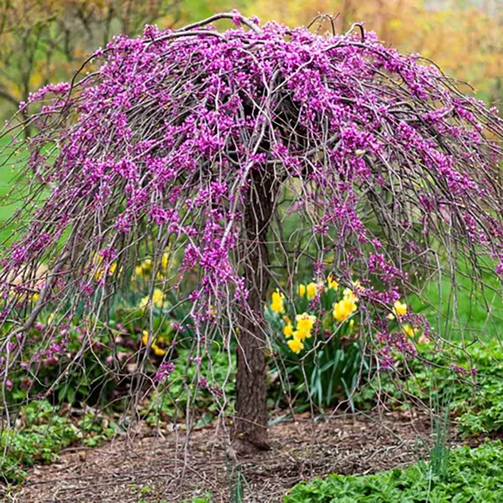 Arborele lui Iuda Plangator Lavender Twist, cu flori roz-mov si direct pe tulpina si ramuri, crengi arcuite pletosi, pentru gradini mici