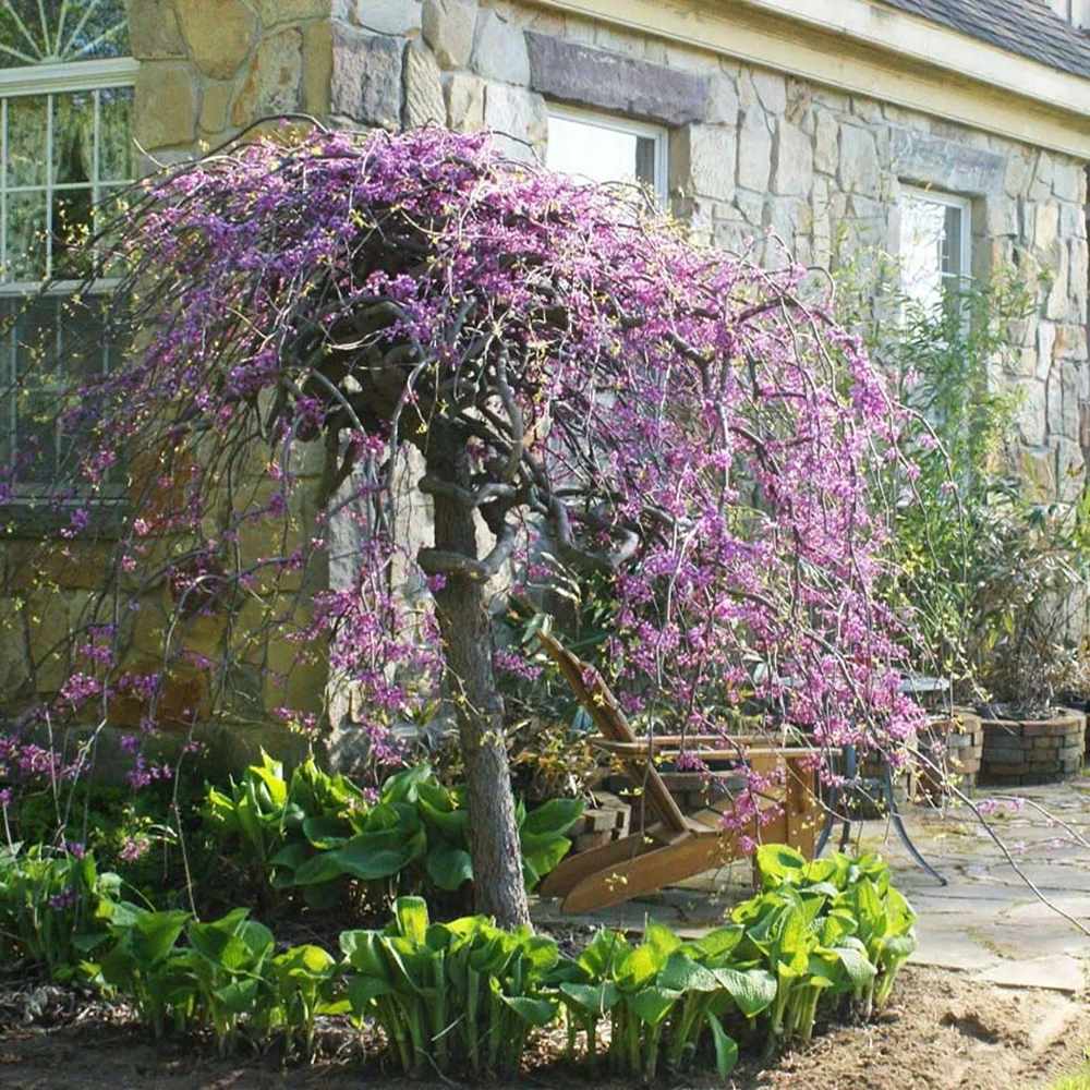 Arborele lui Iuda Plangator Lavender Twist, cu flori roz-mov si direct pe tulpina si ramuri, crengi arcuite pletosi, pentru gradini mici