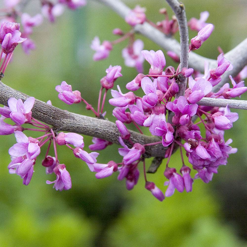 Arborele lui Iuda Plangator Lavender Twist, cu flori roz-mov si direct pe tulpina si ramuri, crengi arcuite pletosi, pentru gradini mici