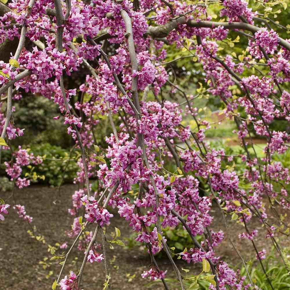 Arborele lui Iuda Plangator Lavender Twist, cu flori roz-mov si direct pe tulpina si ramuri, crengi arcuite pletosi, pentru gradini mici