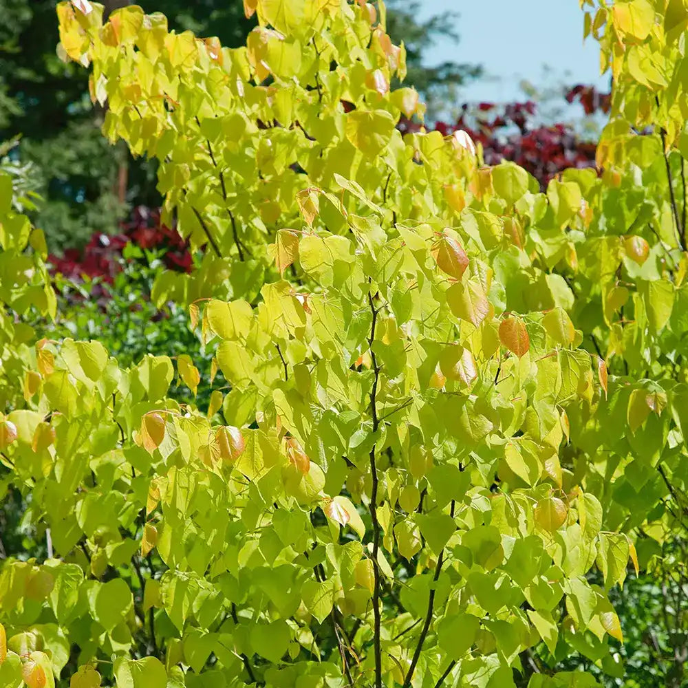 Arborele Lui Iuda (Cercis) Heart of Gold, arbore cu frunzis auriu si flori roz spectaculoase in forma de inima si direct pe tulpina si ramuri