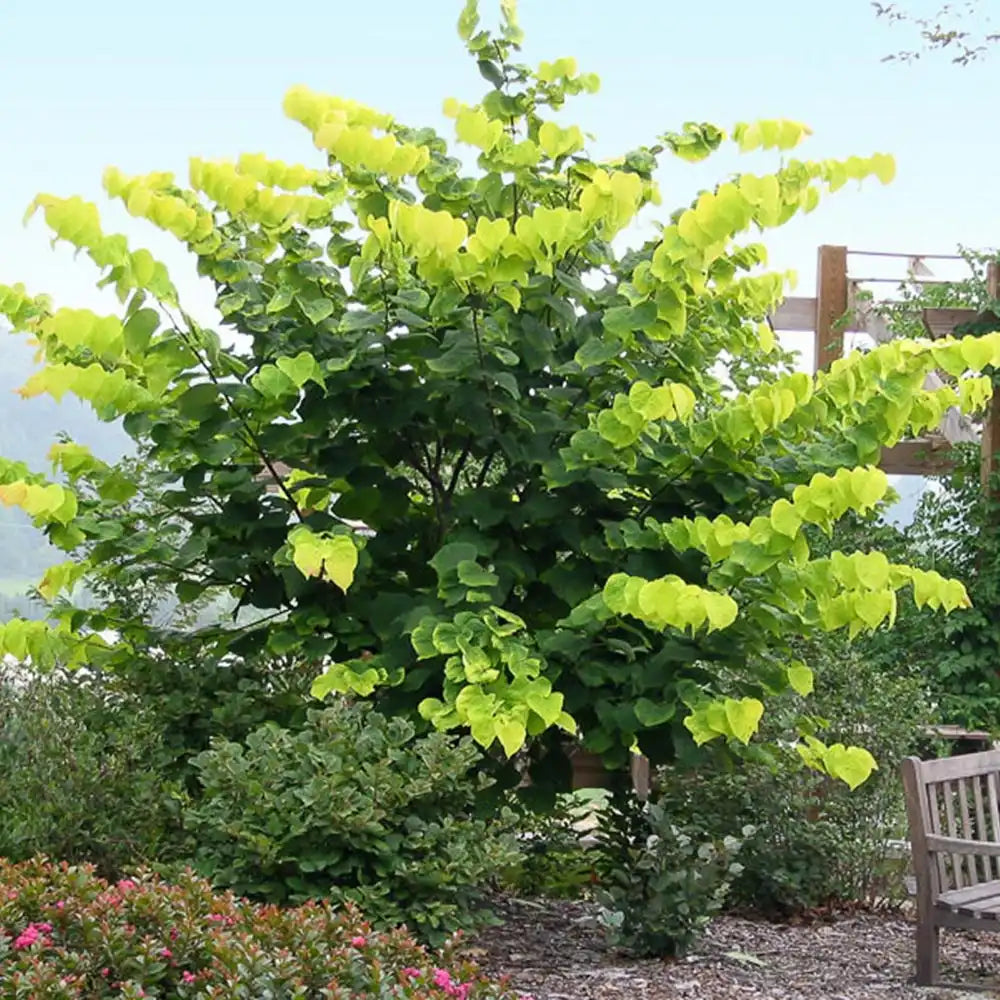 Arborele Lui Iuda (Cercis) Heart of Gold, arbore cu frunzis auriu si flori roz spectaculoase in forma de inima si direct pe tulpina si ramuri