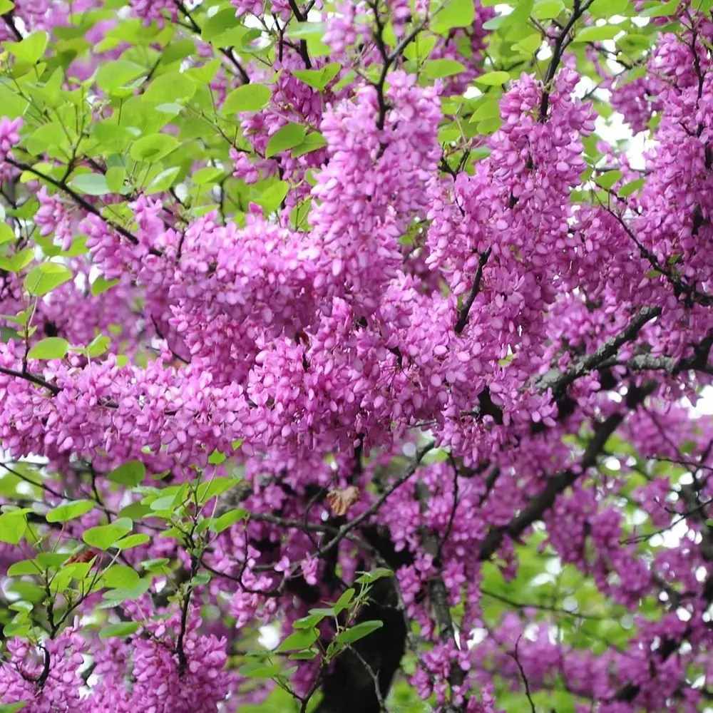 Arborele Lui Iuda Roz (Cercis siliquastrum), arbore ornamental cu frunze purpurii spectaculoase inimioase, Inflorire roz-violacee si direct pe tulpina si ramuri