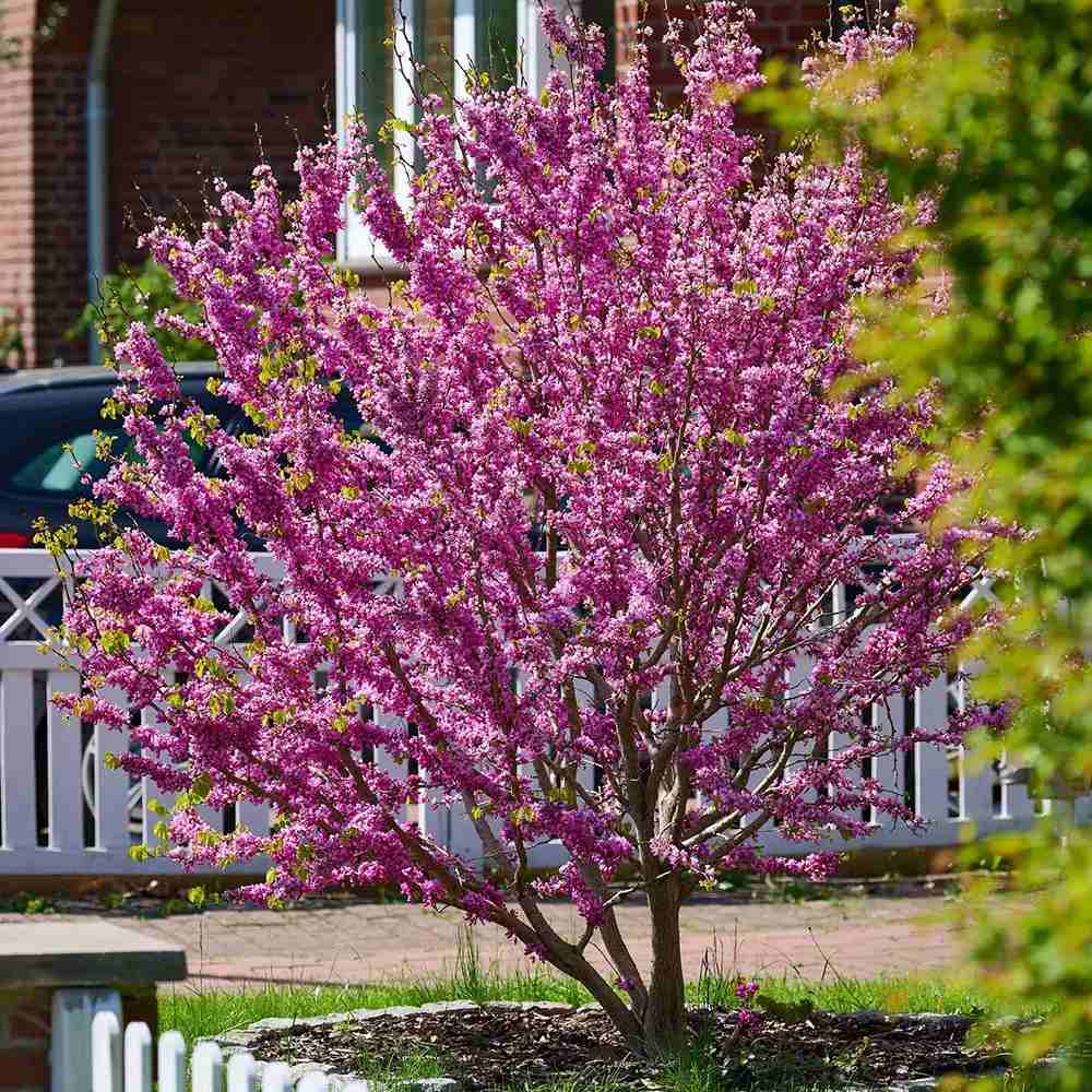 Arborele Lui Iuda Roz (Cercis siliquastrum), arbore ornamental cu frunze purpurii spectaculoase inimioase, Inflorire roz-violacee si direct pe tulpina si ramuri