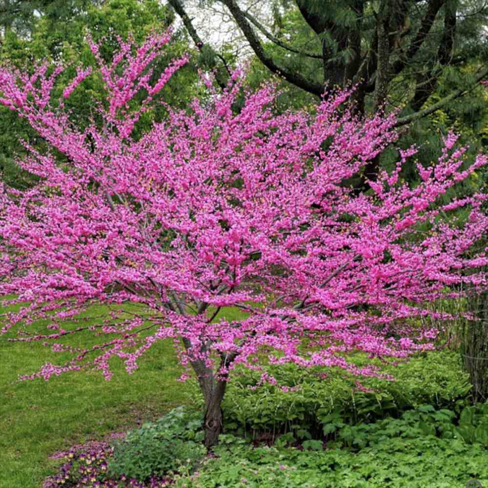 Arborele Lui Iuda Roz (Cercis siliquastrum), arbore ornamental cu frunze purpurii spectaculoase inimioase, Inflorire roz-violacee si direct pe tulpina si ramuri
