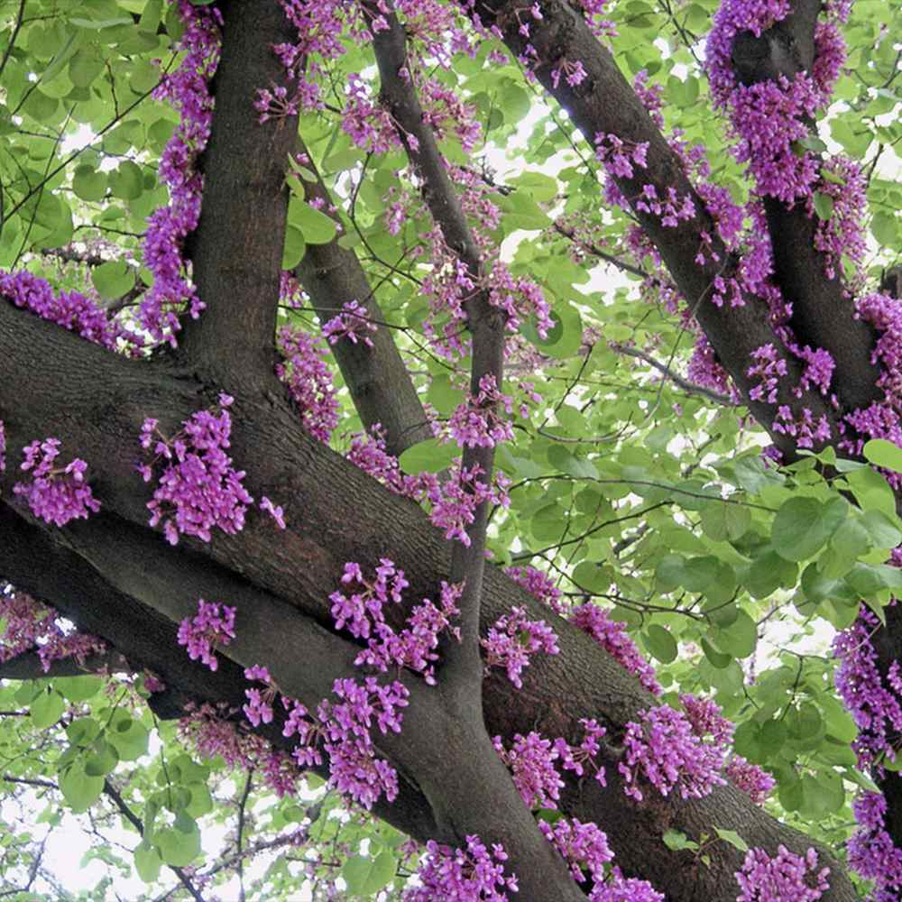Arborele Lui Iuda Roz (Cercis siliquastrum), arbore ornamental cu frunze purpurii spectaculoase inimioase, Inflorire roz-violacee si direct pe tulpina si ramuri