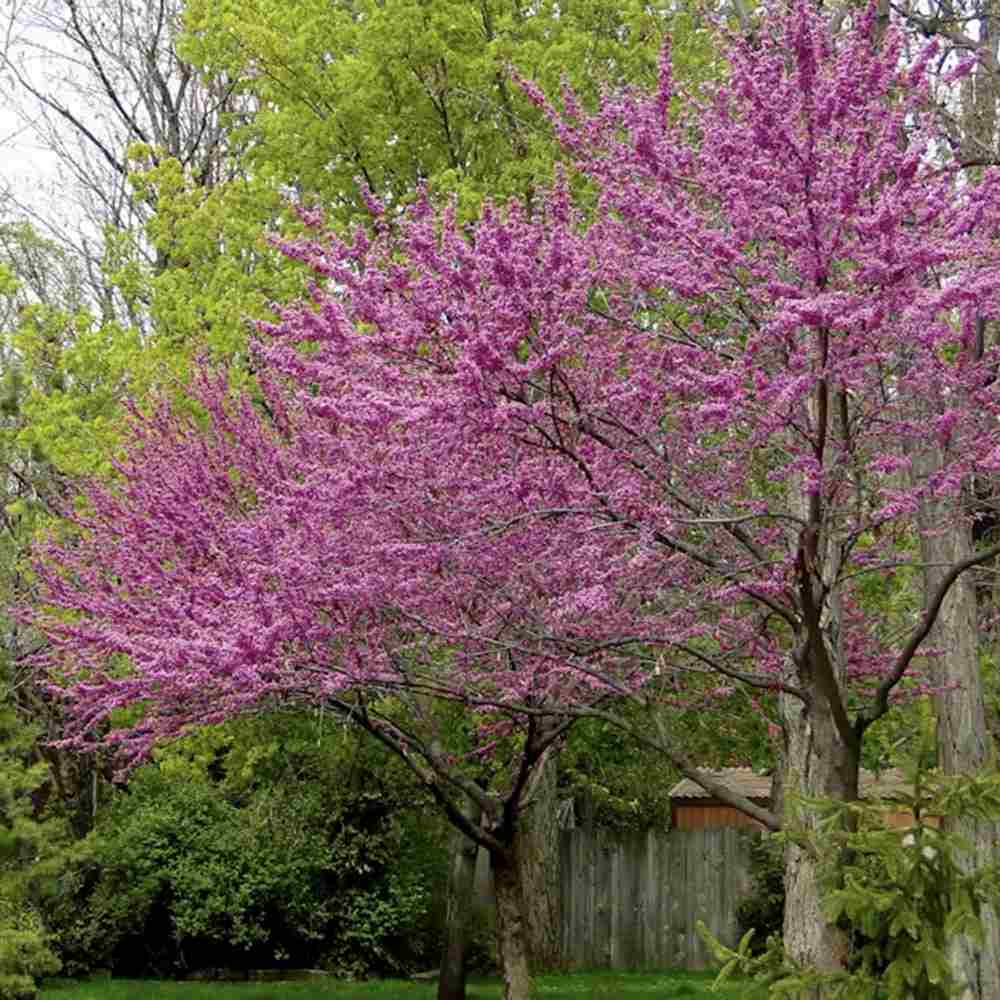 Arborele Lui Iuda Roz (Cercis siliquastrum), arbore ornamental cu frunze purpurii spectaculoase inimioase, Inflorire roz-violacee si direct pe tulpina si ramuri