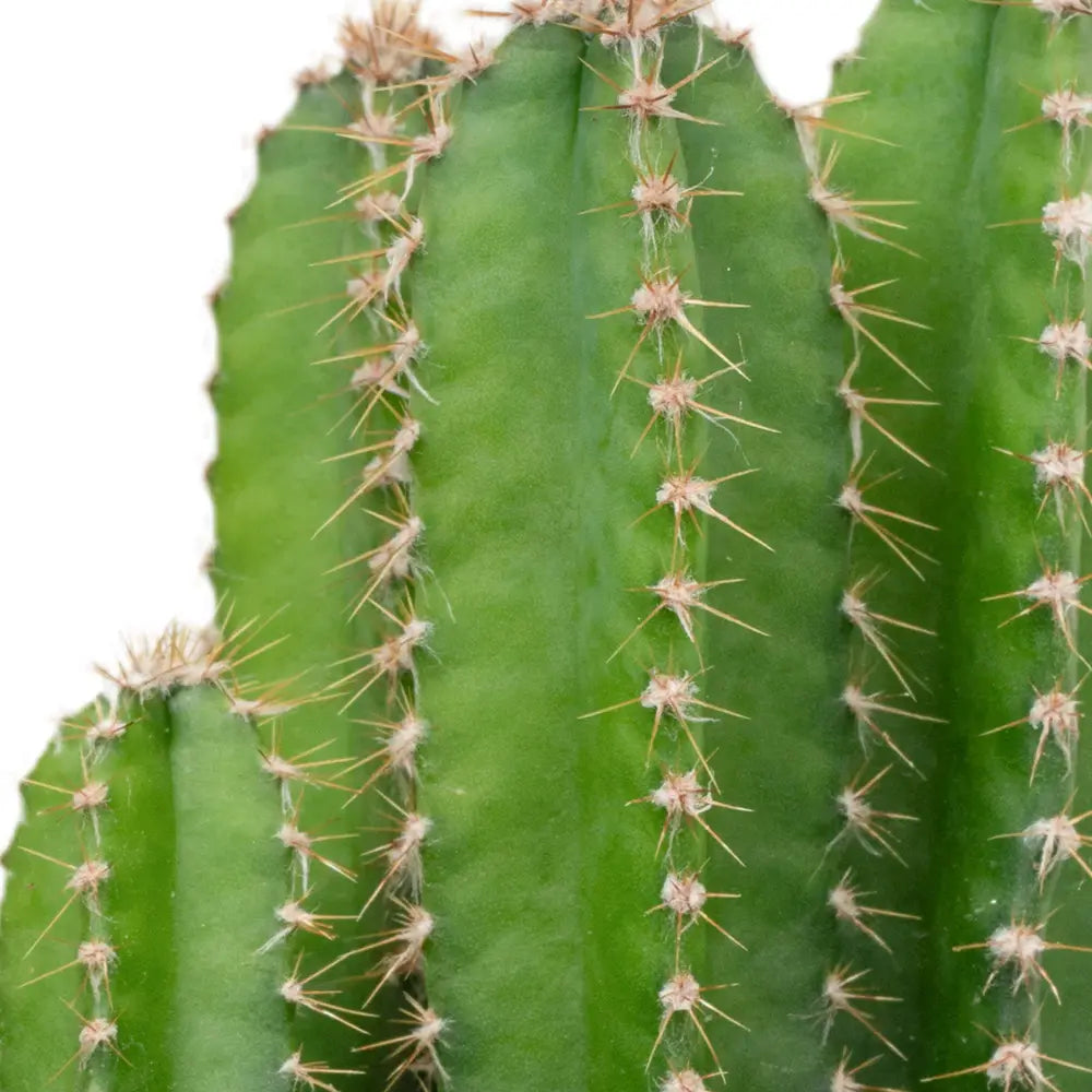 Cactus Cereus peruvianus Florida, cactus columnar compact, planta suculenta decorativa interior, cactus exotic usor de intretinut - 40 cm