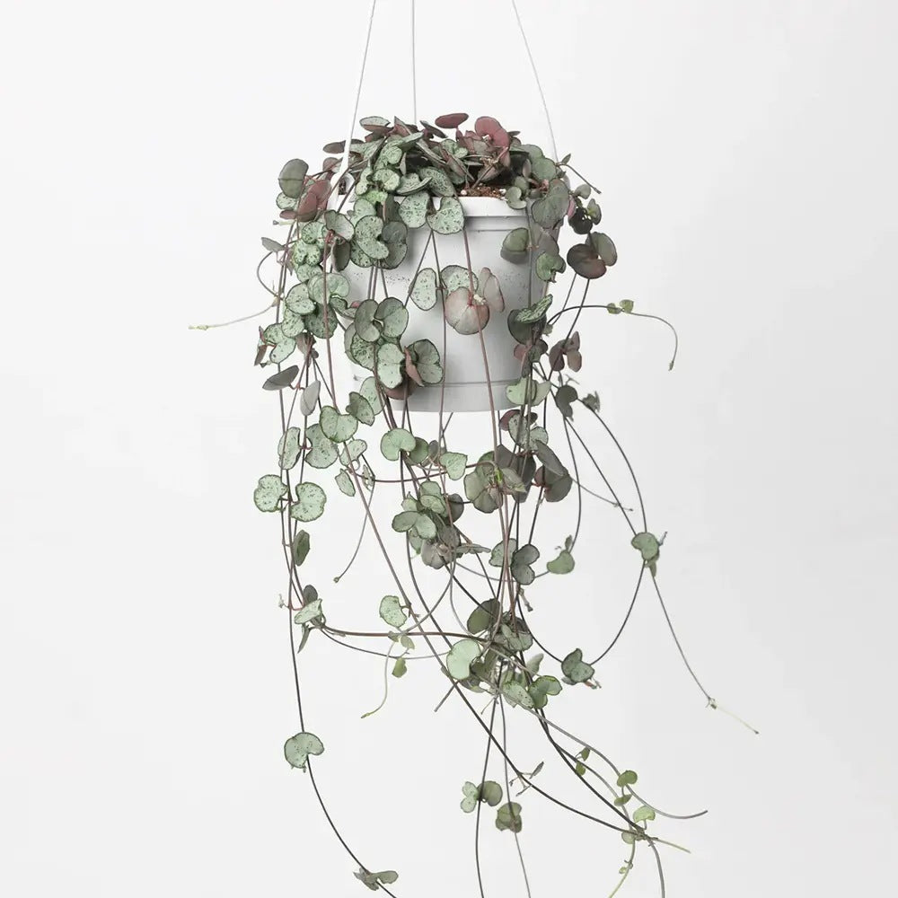 Lantul Inimilor Silver Glory (Ceropegia Woodii), 30 cm, frunze in forma de inima,argintii, usor de ingrijit