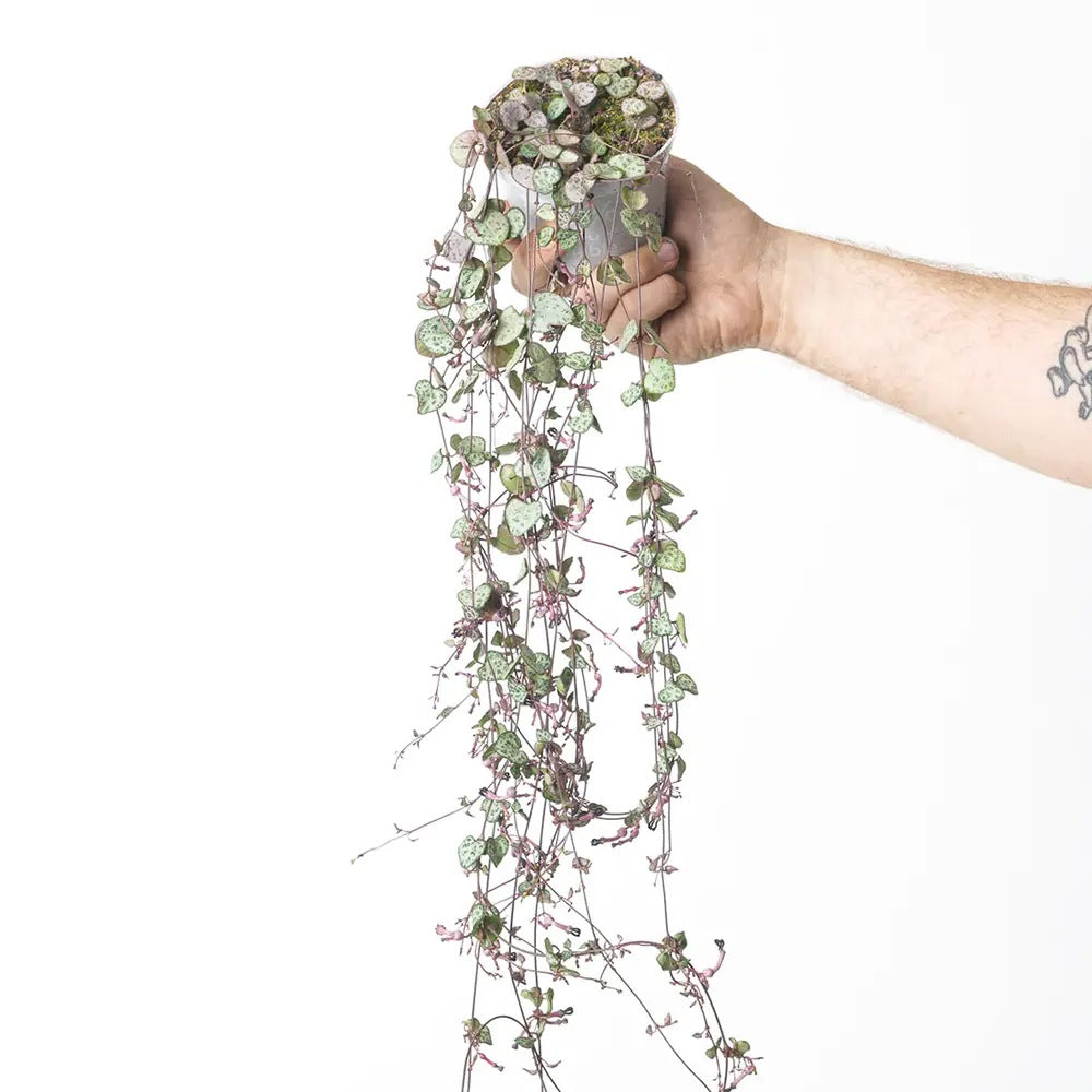 Lantul Inimilor Silver Glory (Ceropegia Woodii), 30 cm, frunze in forma de inima,argintii, usor de ingrijit