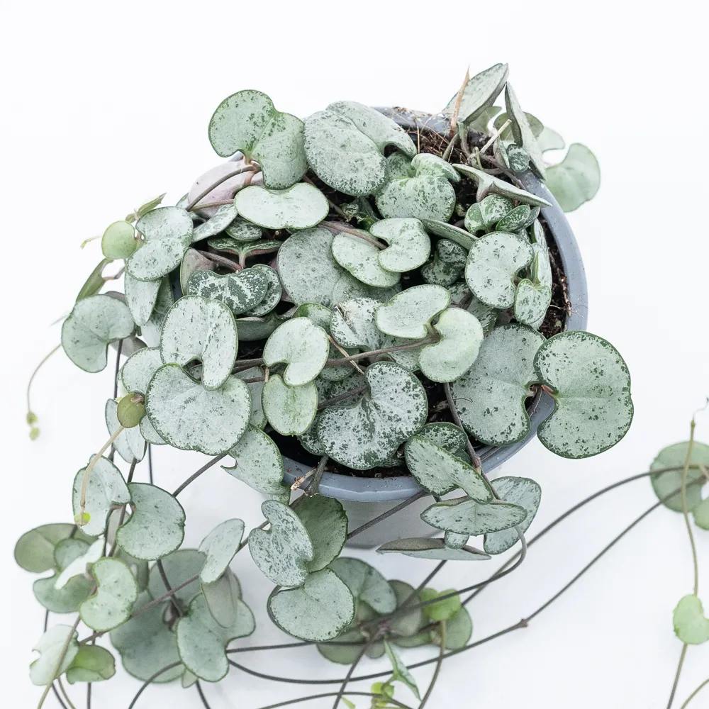 Lantul Inimilor Silver Glory (Ceropegia Woodii), 30 cm, frunze in forma de inima,argintii, usor de ingrijit