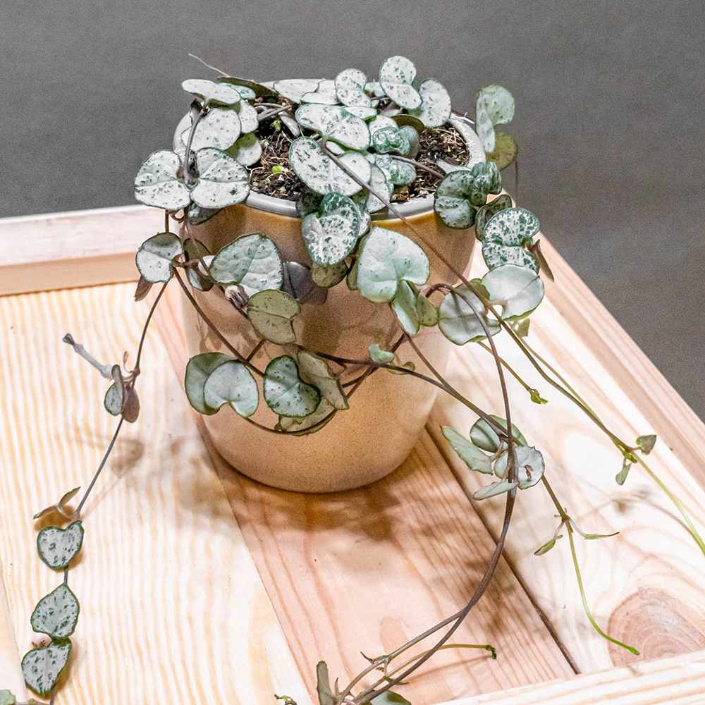 Lantul Inimilor Silver Glory (Ceropegia Woodii), 30 cm, frunze in forma de inima,argintii, usor de ingrijit