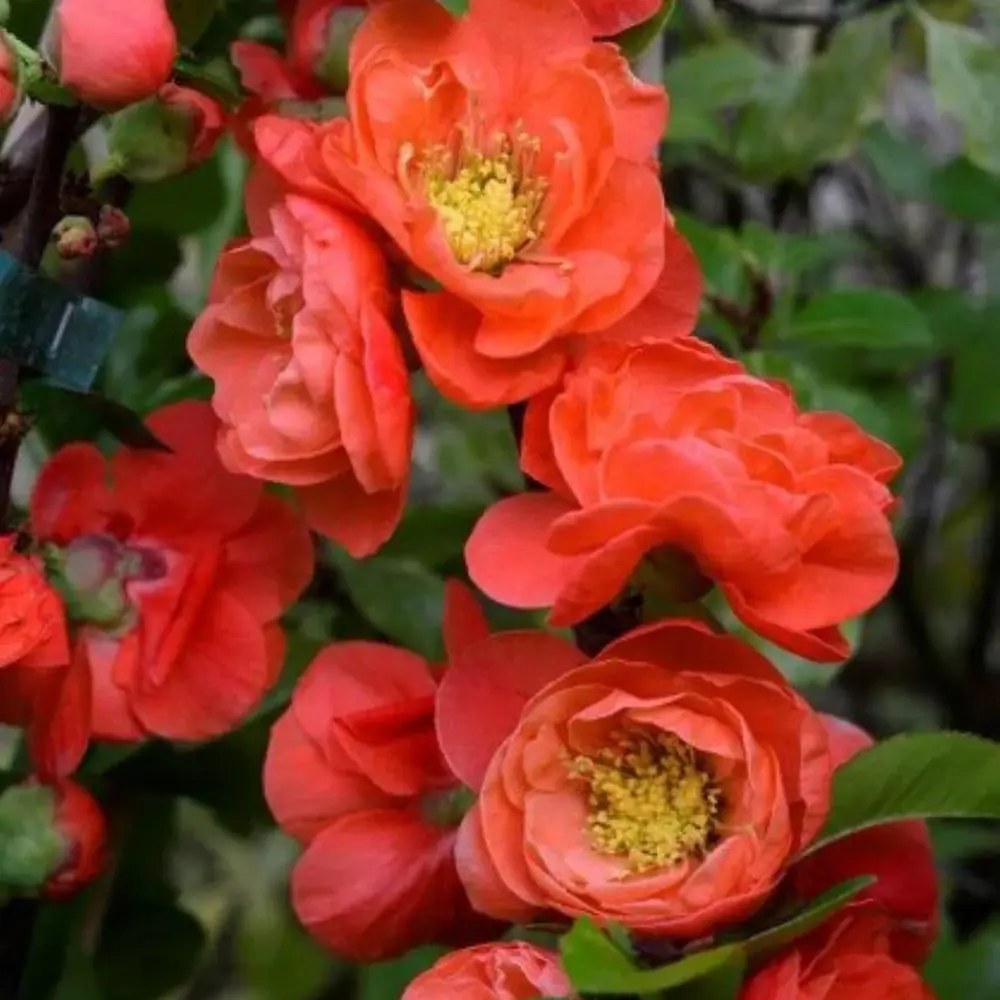 Gutui Japonez, Merisor (Chaenomeles) Mango Storm, arbust decorativ cu flori portocalii parfumate si fructe comestibile