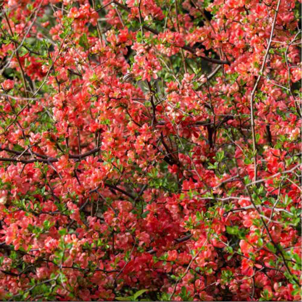 Gutui Japonez, Merisor (Chaenomeles) Mango Storm, arbust decorativ cu flori portocalii parfumate si fructe comestibile