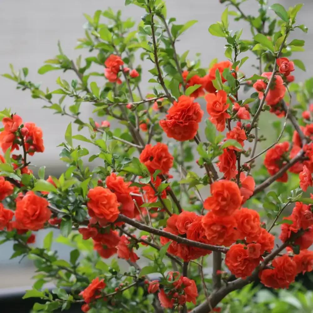 Gutui Japonez, Merisor (Chaenomeles) Mango Storm, arbust decorativ cu flori portocalii parfumate si fructe comestibile