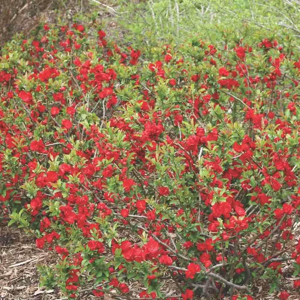 Gutui Japonez, Merisor (Chaenomeles) Mango Storm, arbust decorativ cu flori portocalii parfumate si fructe comestibile