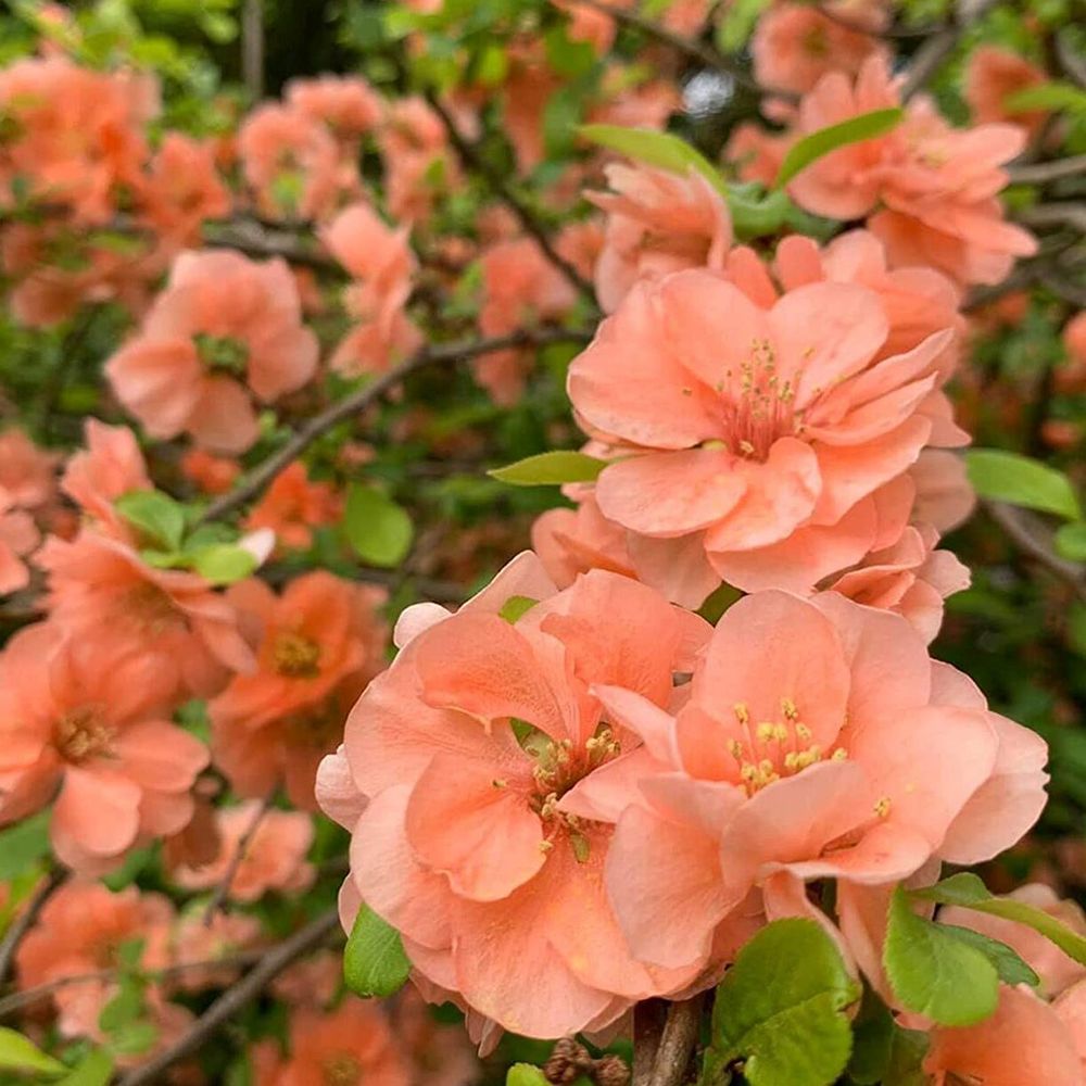 Gutui Japonez, Merisor (Chaenomeles) Cameo, cu flori duble portocalii-somon