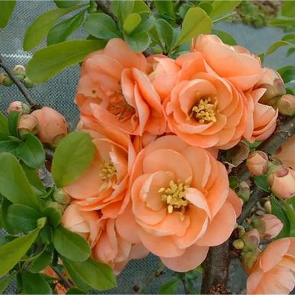 Gutui Japonez, Merisor (Chaenomeles) Cameo, cu flori duble portocalii-somon