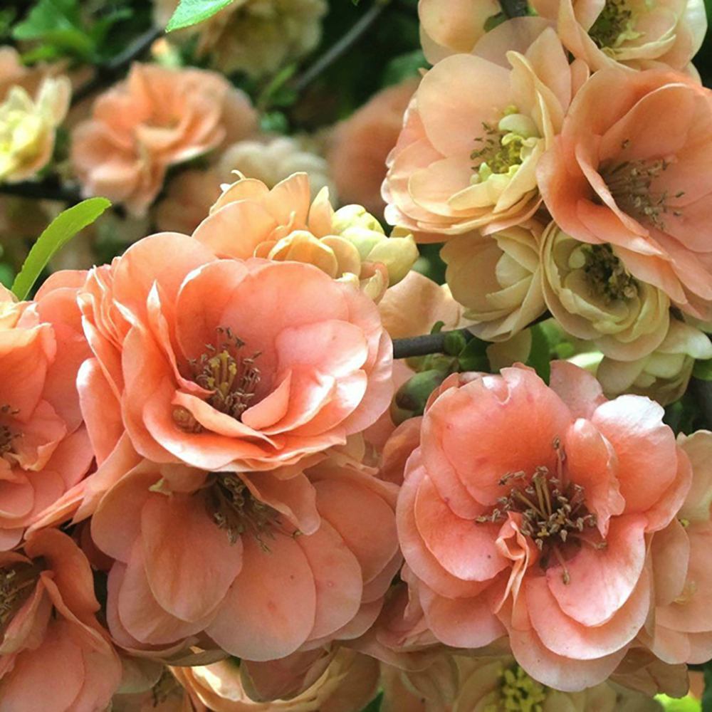 Gutui Japonez, Merisor (Chaenomeles) Cameo, cu flori duble portocalii-somon