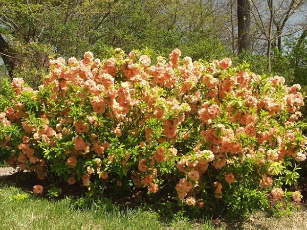 Gutui Japonez, Merisor (Chaenomeles) Cameo, cu flori duble portocalii-somon