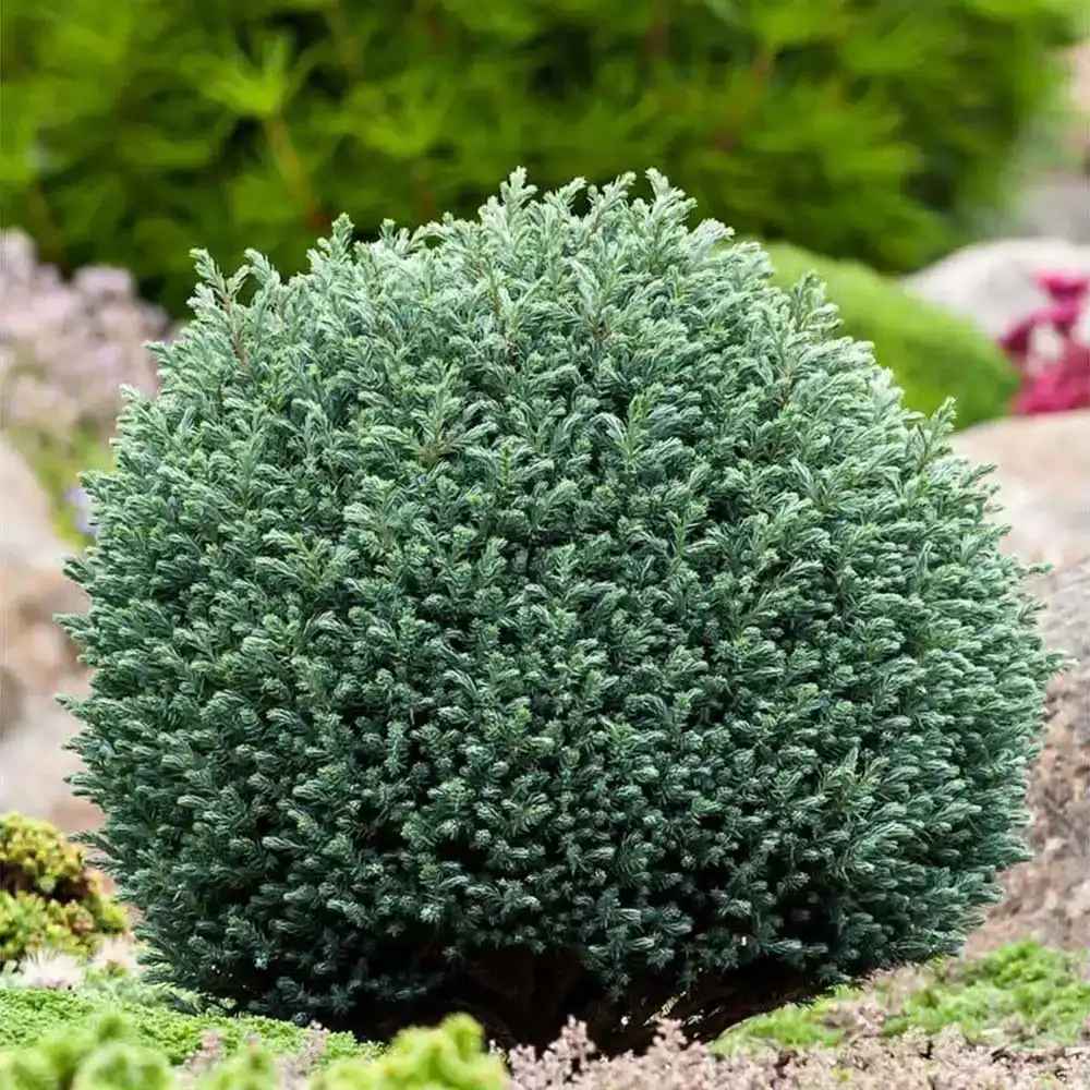 Chiparos Globular Blue Moon (Chamaecyparis pisifera) conifer albastru sferic, vesnic verde, pitic