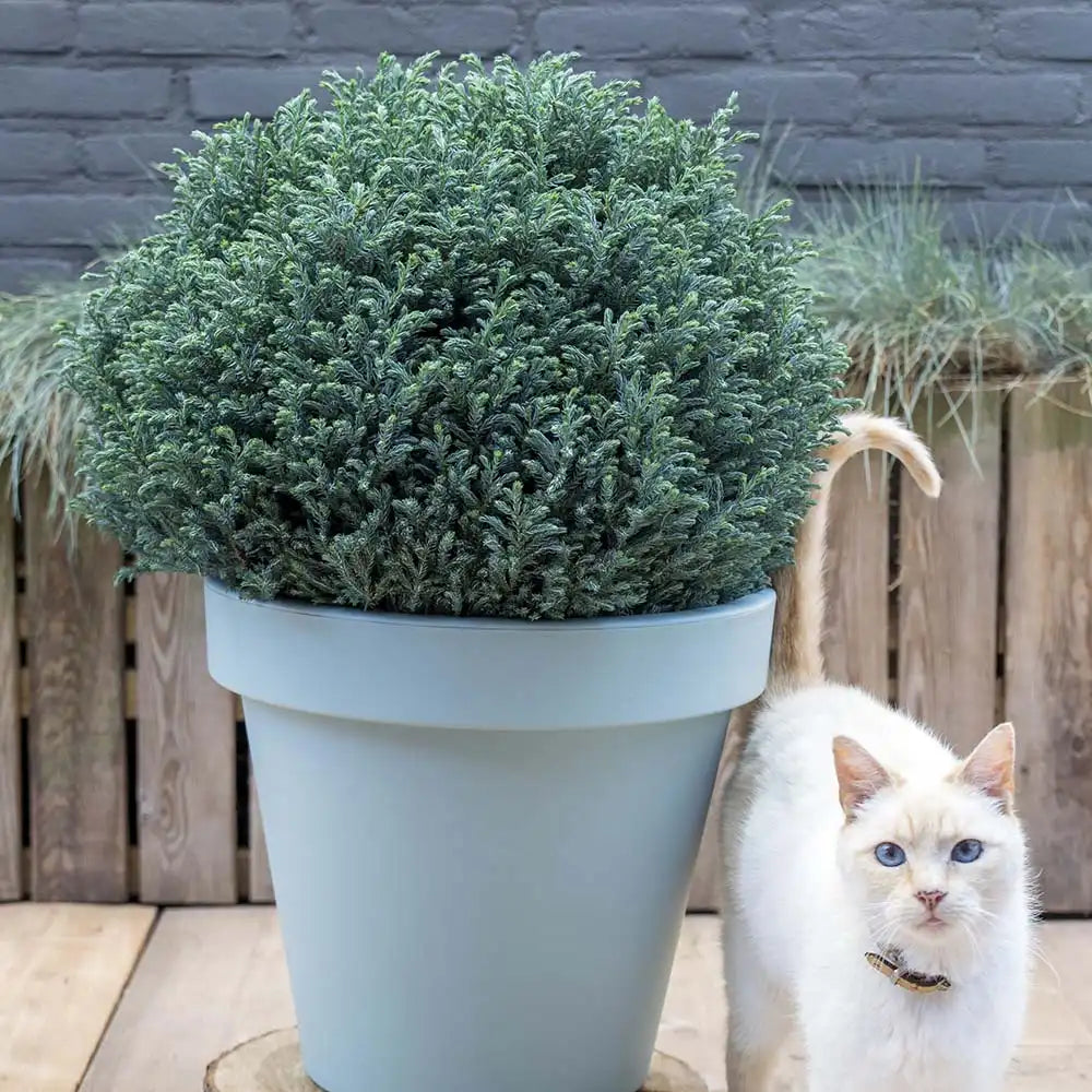Chiparos Globular Blue Moon (Chamaecyparis pisifera) conifer albastru sferic, vesnic verde, pitic