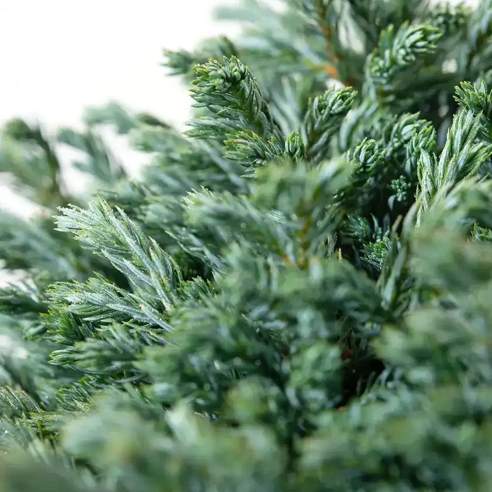 Chiparos Globular Blue Moon (Chamaecyparis pisifera) conifer albastru sferic, vesnic verde, pitic