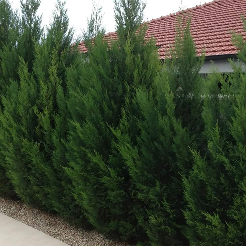 Chiparos Leylandii Blue Jeans, cu frunzis albastru-verzui, gard viu vesnic verde