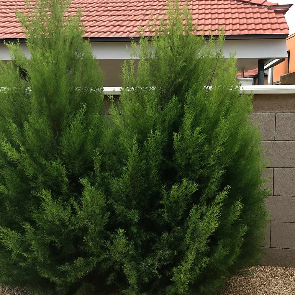 Chiparos Leylandii Blue Jeans, cu frunzis albastru-verzui, gard viu vesnic verde