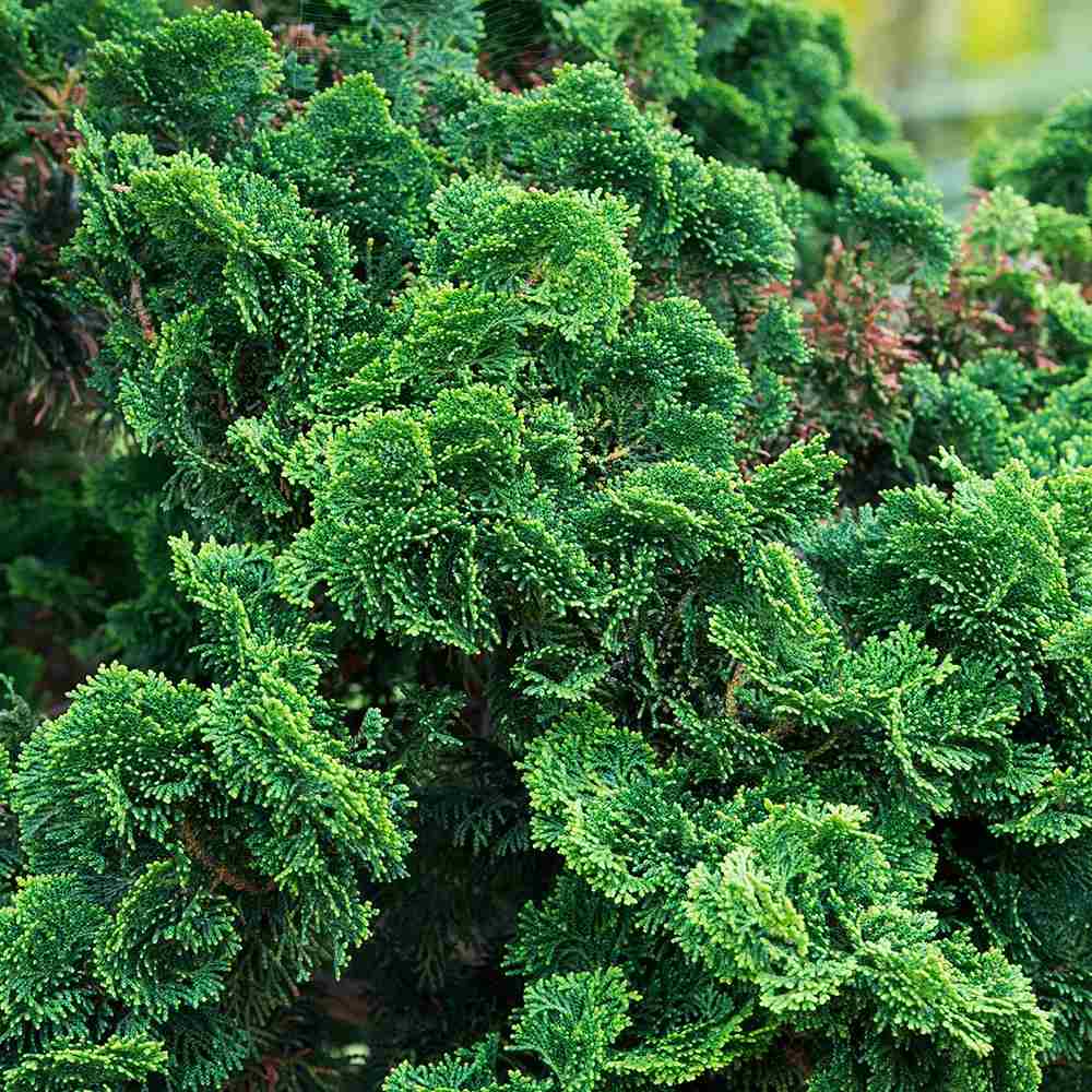 Chiparos Pitic Japonez Hinoki (Chamaecyparis Nana) Gracilis, conifer pitic verde-intens, vesnic verde, compact, gradini mici