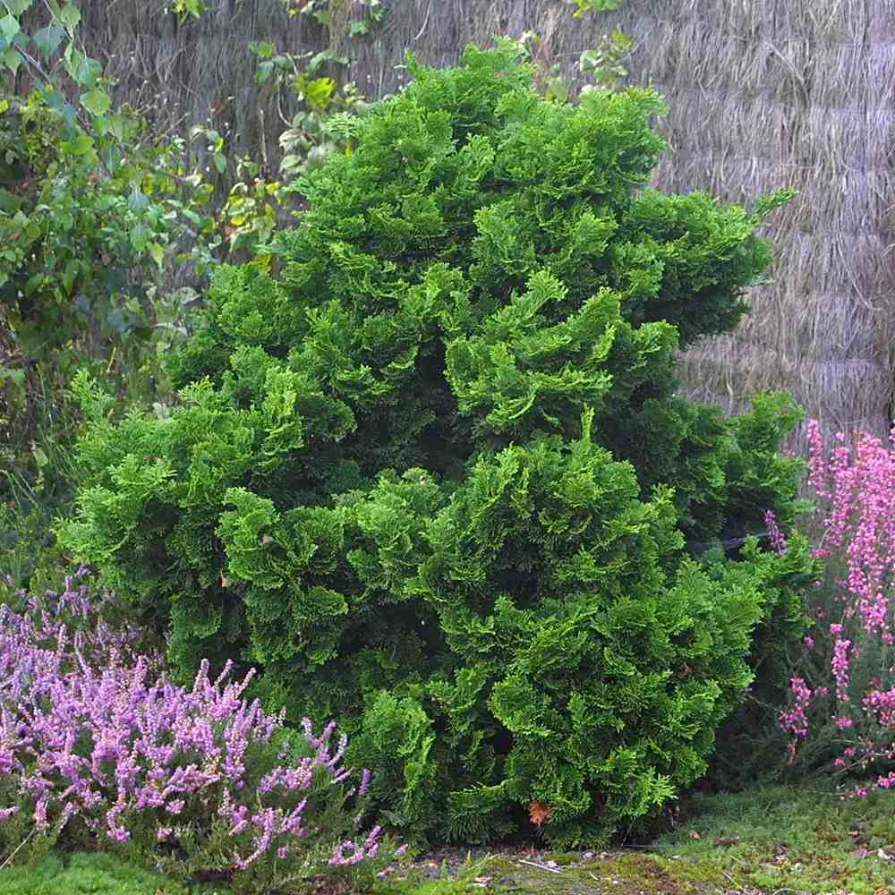 Chiparos Pitic Japonez Hinoki (Chamaecyparis Nana) Gracilis, conifer pitic verde-intens, vesnic verde, compact, gradini mici