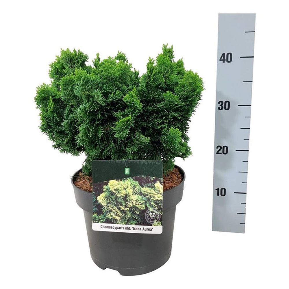 Chiparos Pitic Japonez Hinoki (Chamaecyparis Nana) Gracilis, conifer pitic verde-intens, vesnic verde, compact, gradini mici