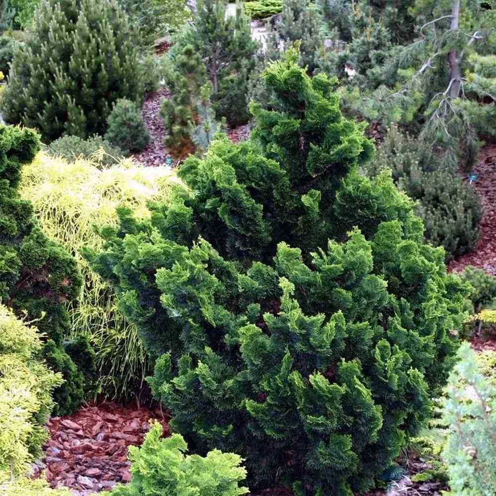 Chiparos Pitic Japonez Hinoki (Chamaecyparis Nana) Gracilis, conifer pitic verde-intens, vesnic verde, compact, gradini mici