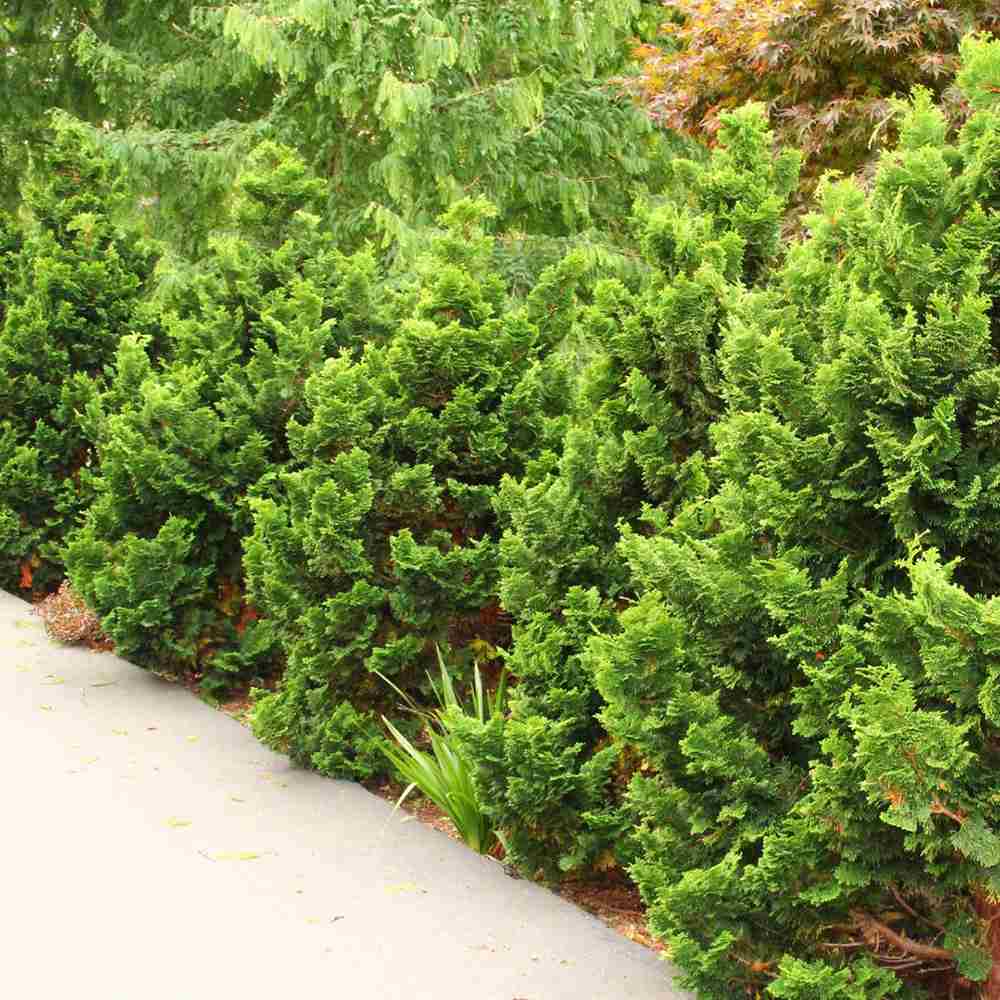 Chiparos Pitic Japonez Hinoki (Chamaecyparis Nana) Gracilis, conifer pitic verde-intens, vesnic verde, compact, gradini mici