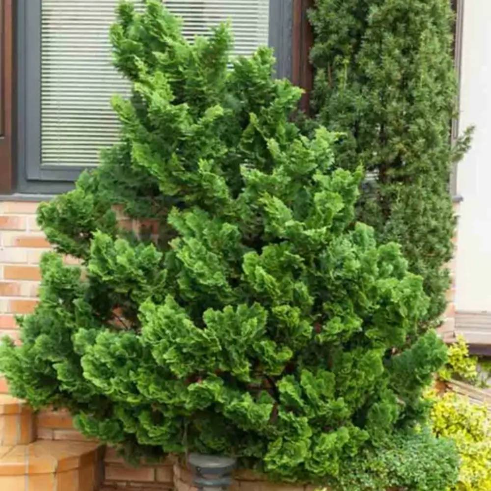 Chiparos Pitic Japonez Hinoki (Chamaecyparis Nana) Gracilis, conifer pitic verde-intens, vesnic verde, compact, gradini mici