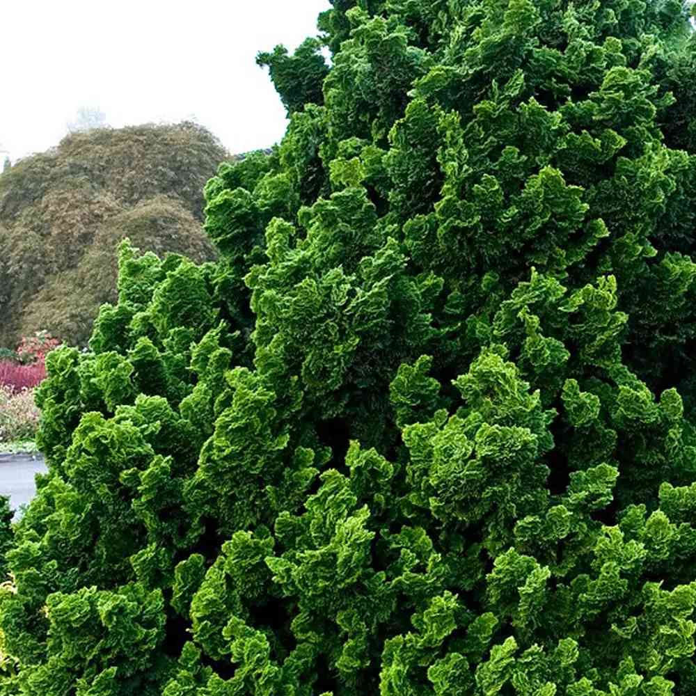 Chiparos Pitic Japonez Hinoki (Chamaecyparis Nana) Gracilis, conifer pitic verde-intens, vesnic verde, compact, gradini mici
