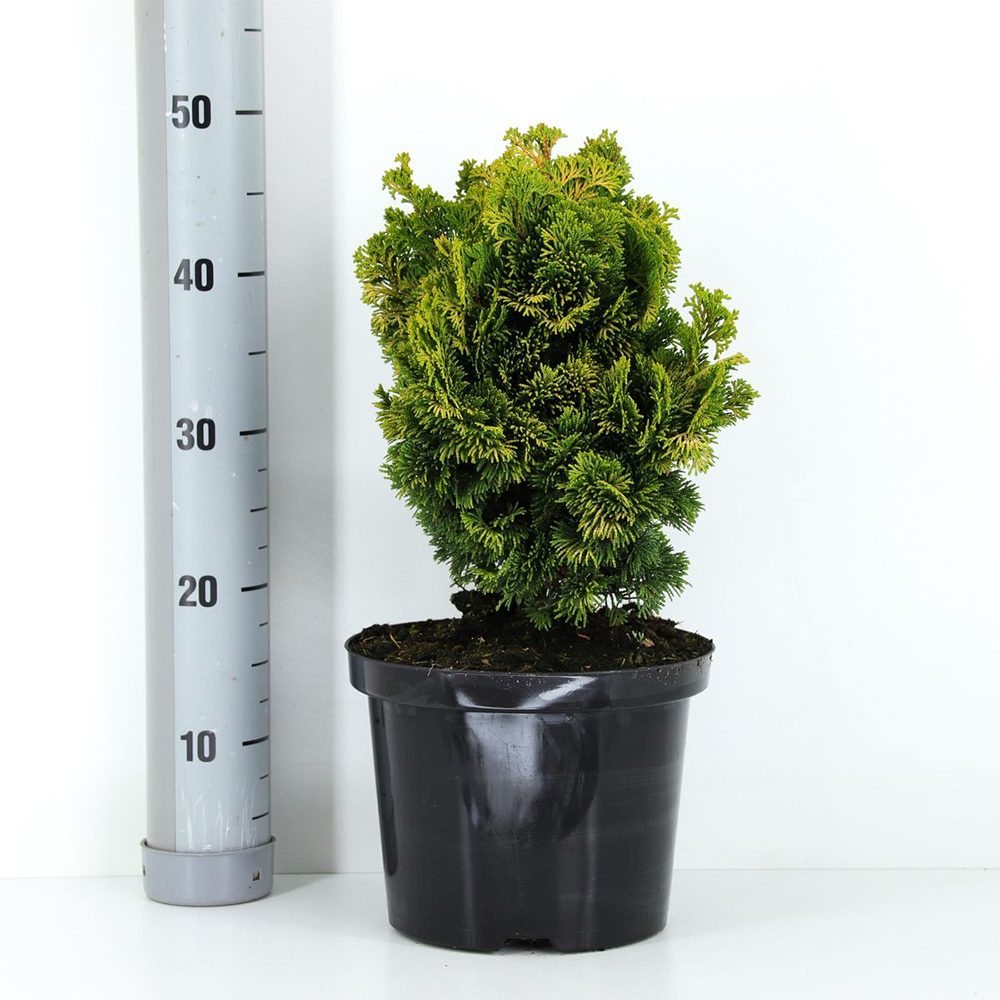 Chiparos Pitic Japonez Hinoki (Chamaecyparis Nana) Gracilis Aurea, conifer pitic galben-auriu, vesnic verde, compact, gradini mici