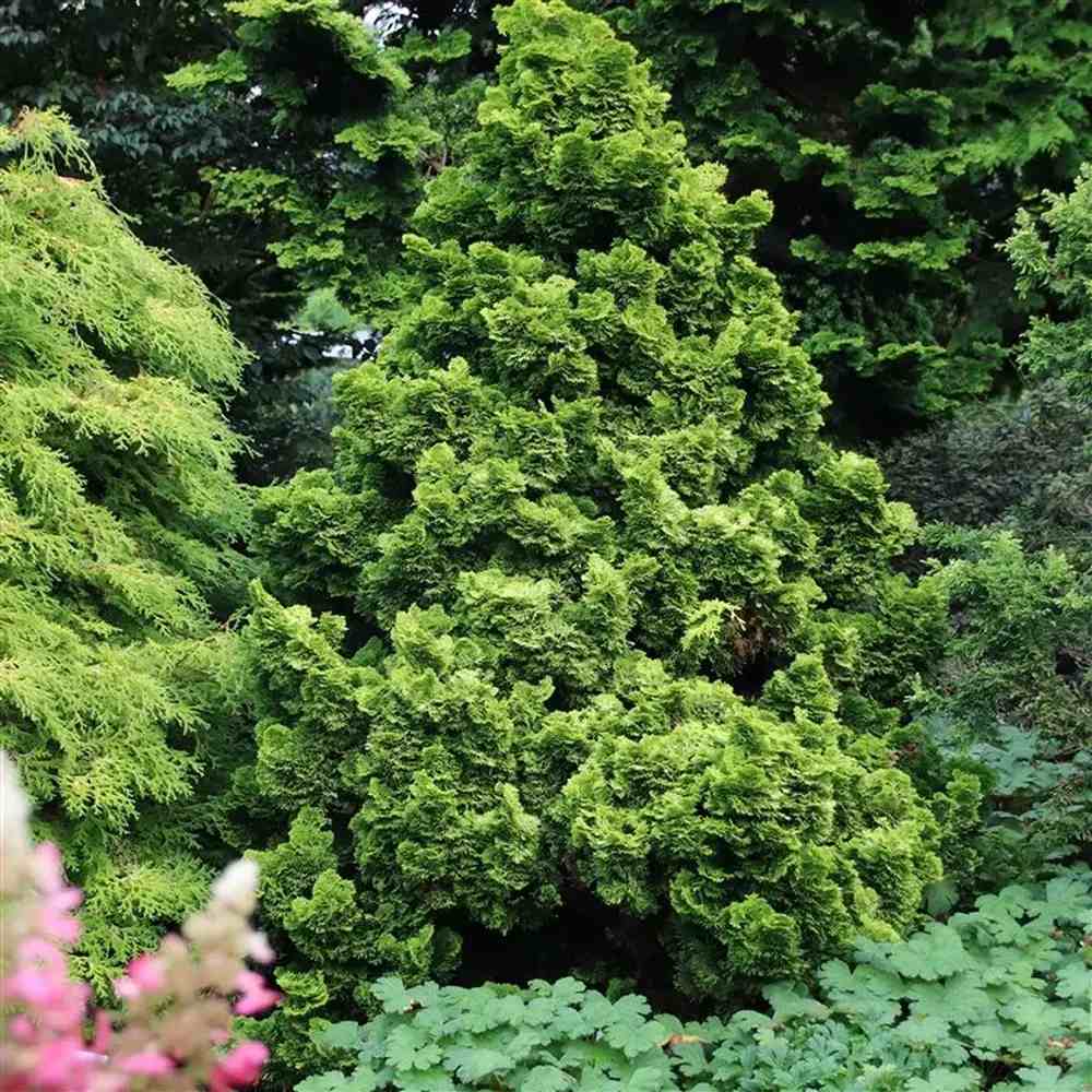 Chiparos Pitic Japonez Hinoki (Chamaecyparis Nana) Gracilis Aurea, conifer pitic galben-auriu, vesnic verde, compact, gradini mici