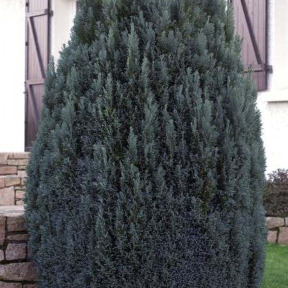 Chiparos Columnaris Ellwoodii, conifer decorativ albastru-verzui, vesnic verde, forma columnara, rezistent la ger