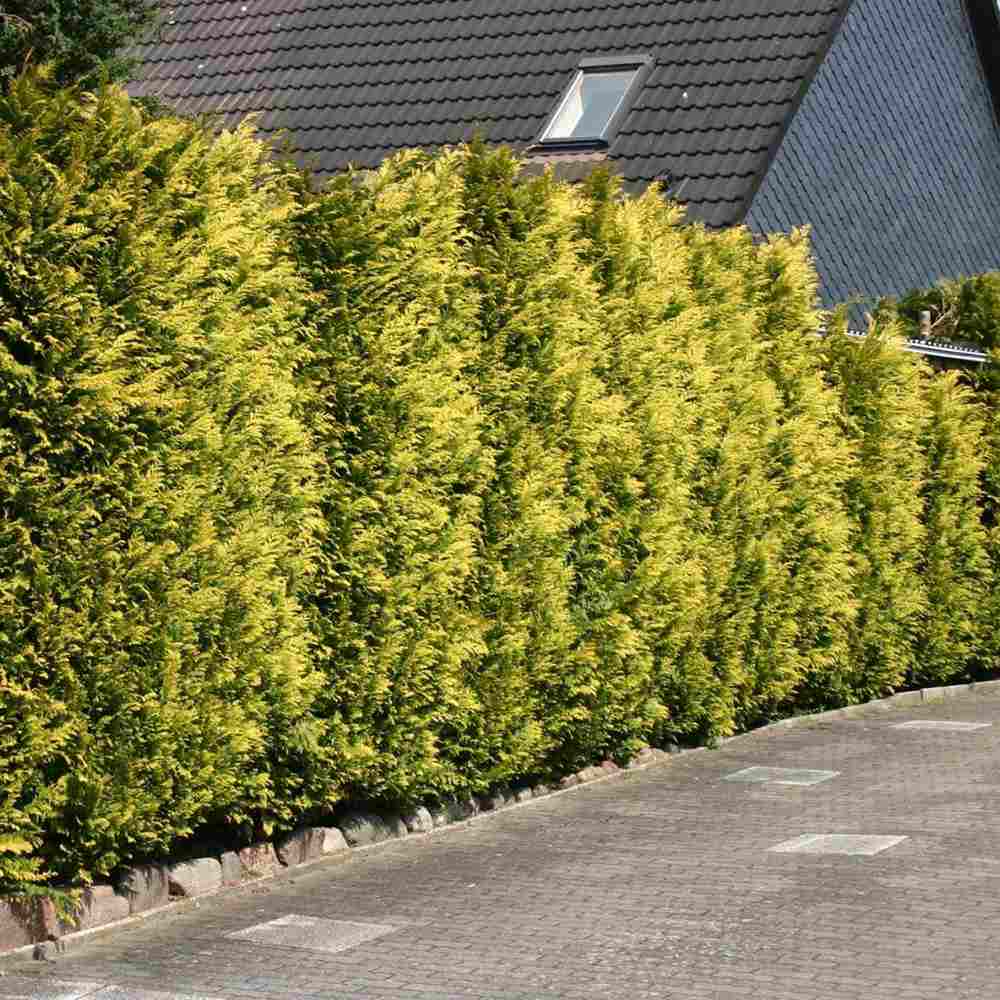 Chiparos verde-galbui Stardust, frunzis galben-auriu, vesnic verde, gard viu, usor de ingrijit
