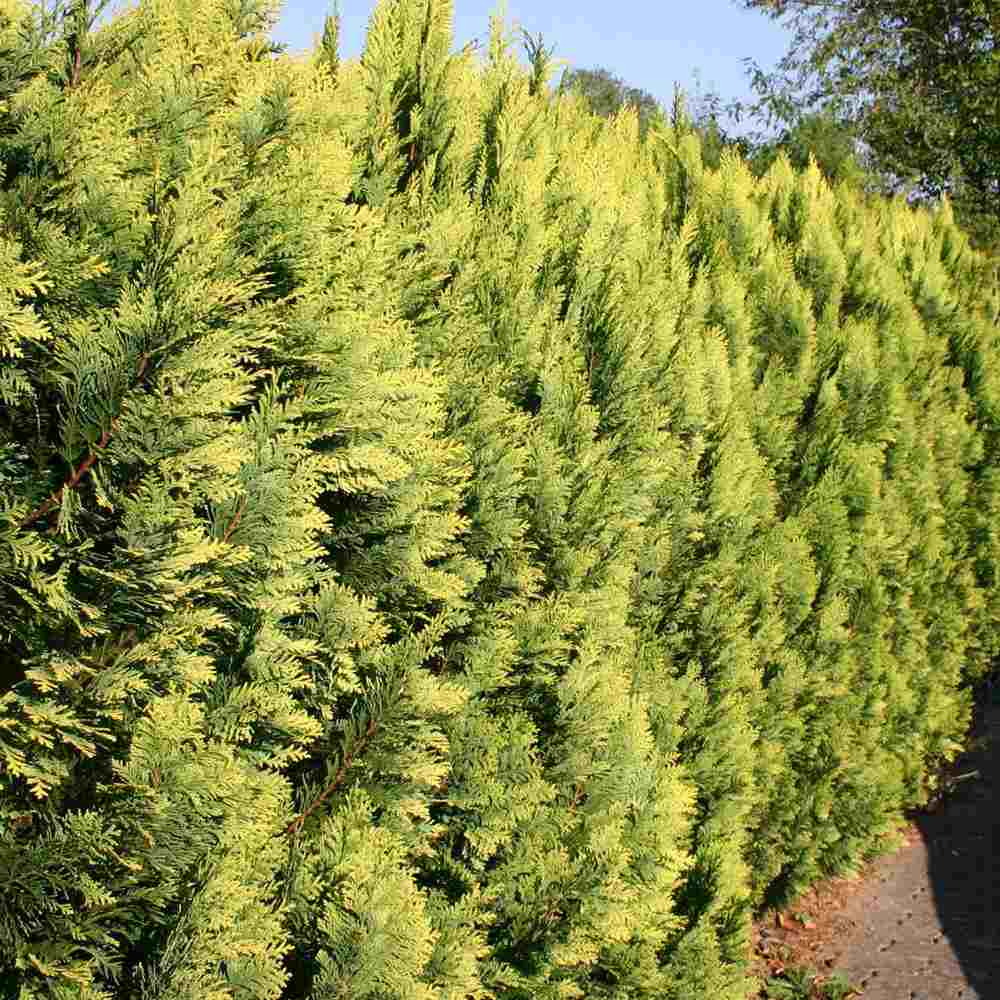 Chiparos verde-galbui Stardust, frunzis galben-auriu, vesnic verde, gard viu, usor de ingrijit