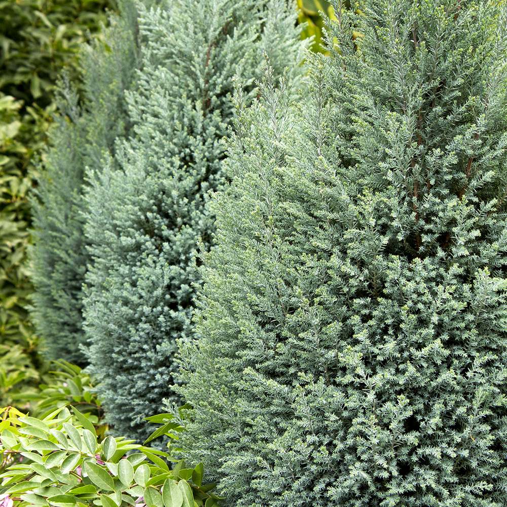 Chiparos alb-argintiu Ellwoods'S Snow White