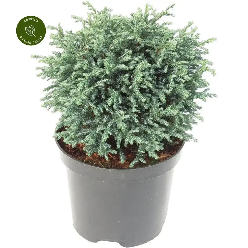 Chiparos Globular Blue Moon (Chamaecyparis pisifera) conifer albastru sferic, vesnic verde, pitic