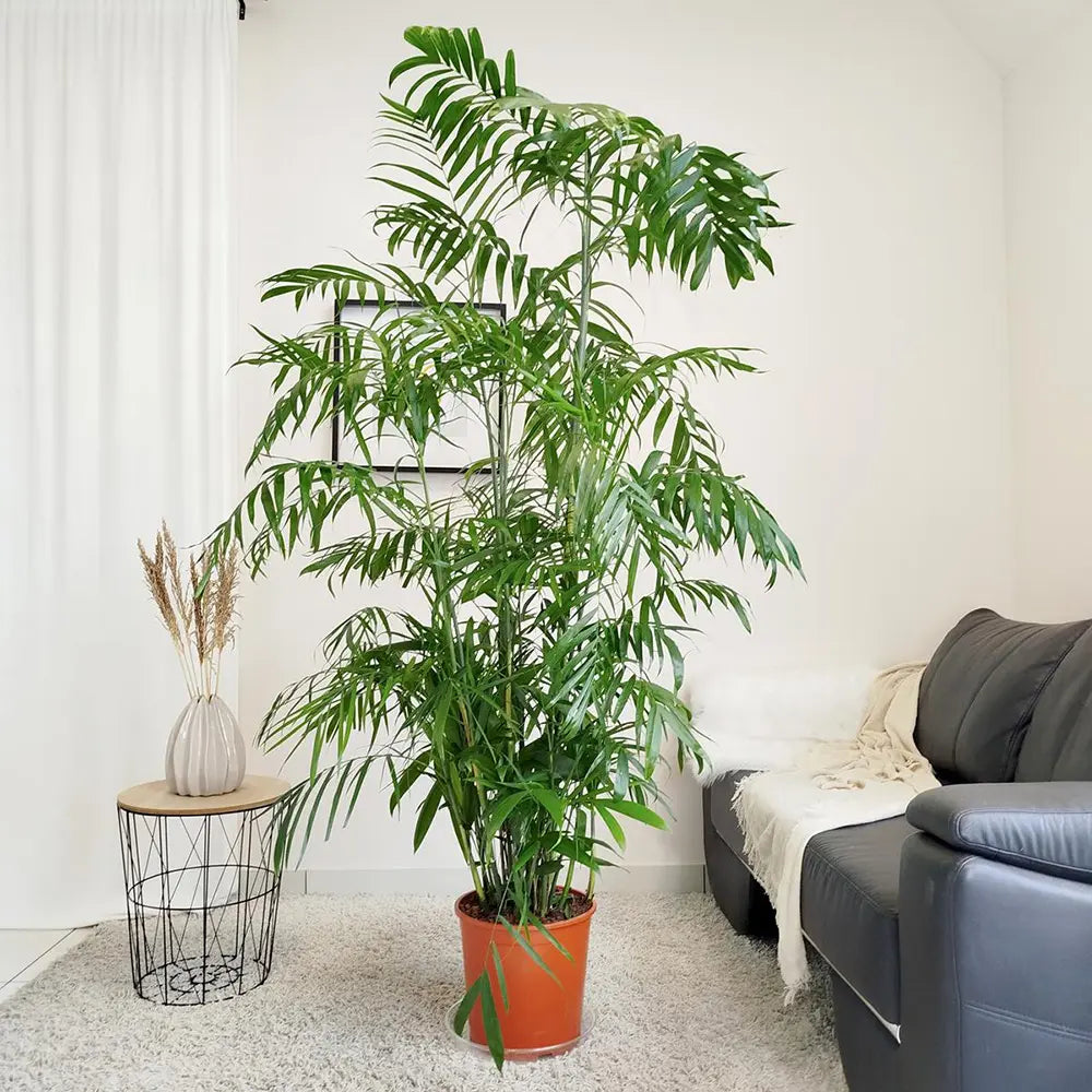 Palmier de Bambus (Chamaedorea seifrizii), 110 cm, planta de interior, aer curat, intretinere redusa