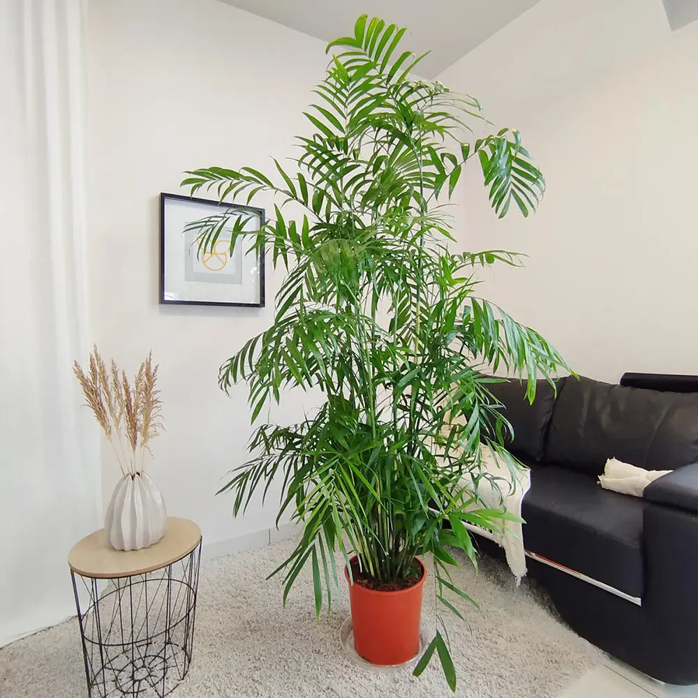 Palmier de Bambus (Chamaedorea seifrizii), 110 cm, planta de interior, aer curat, intretinere redusa