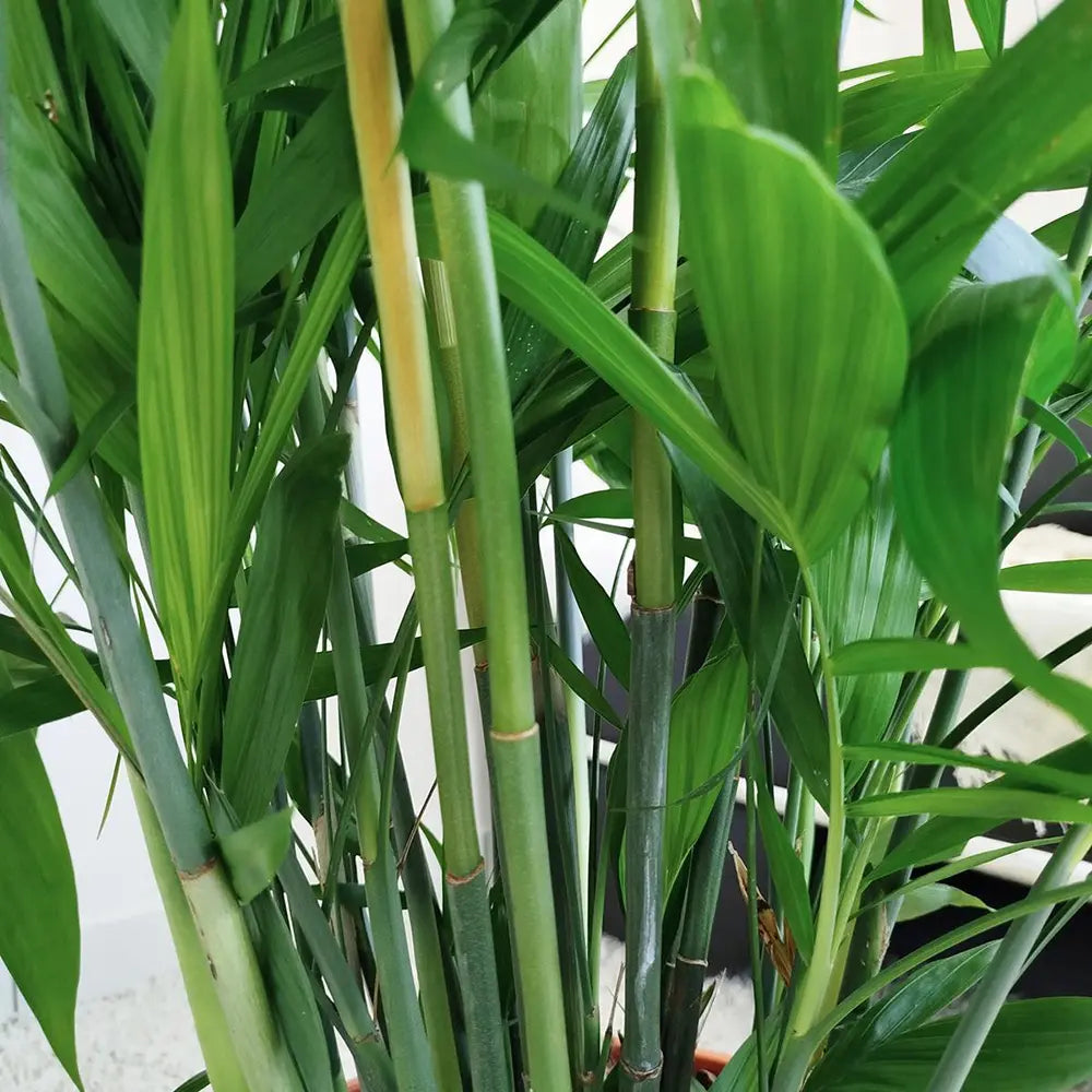 Palmier de Bambus (Chamaedorea seifrizii), 180 cm, planta de interior, purifica aer, intretinere redusa