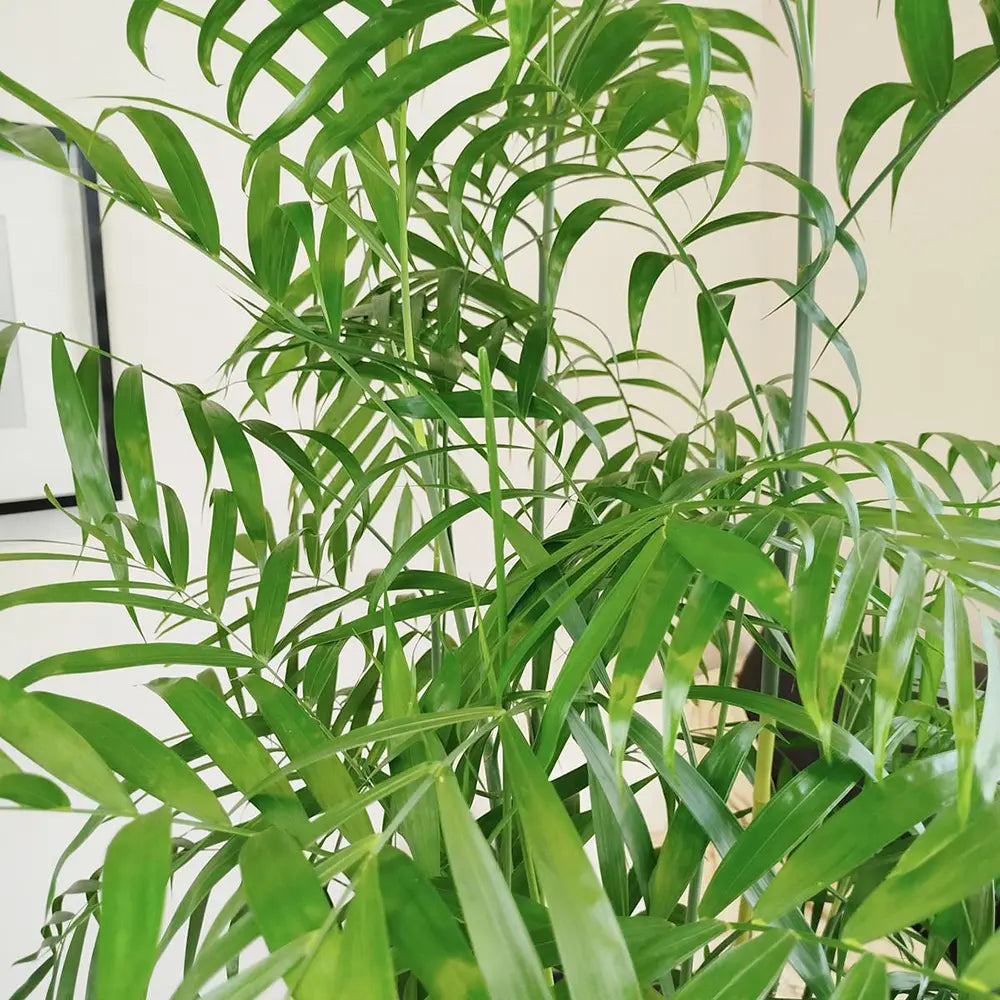 Palmier de Bambus (Chamaedorea seifrizii), 180 cm, planta de interior, purifica aer, intretinere redusa