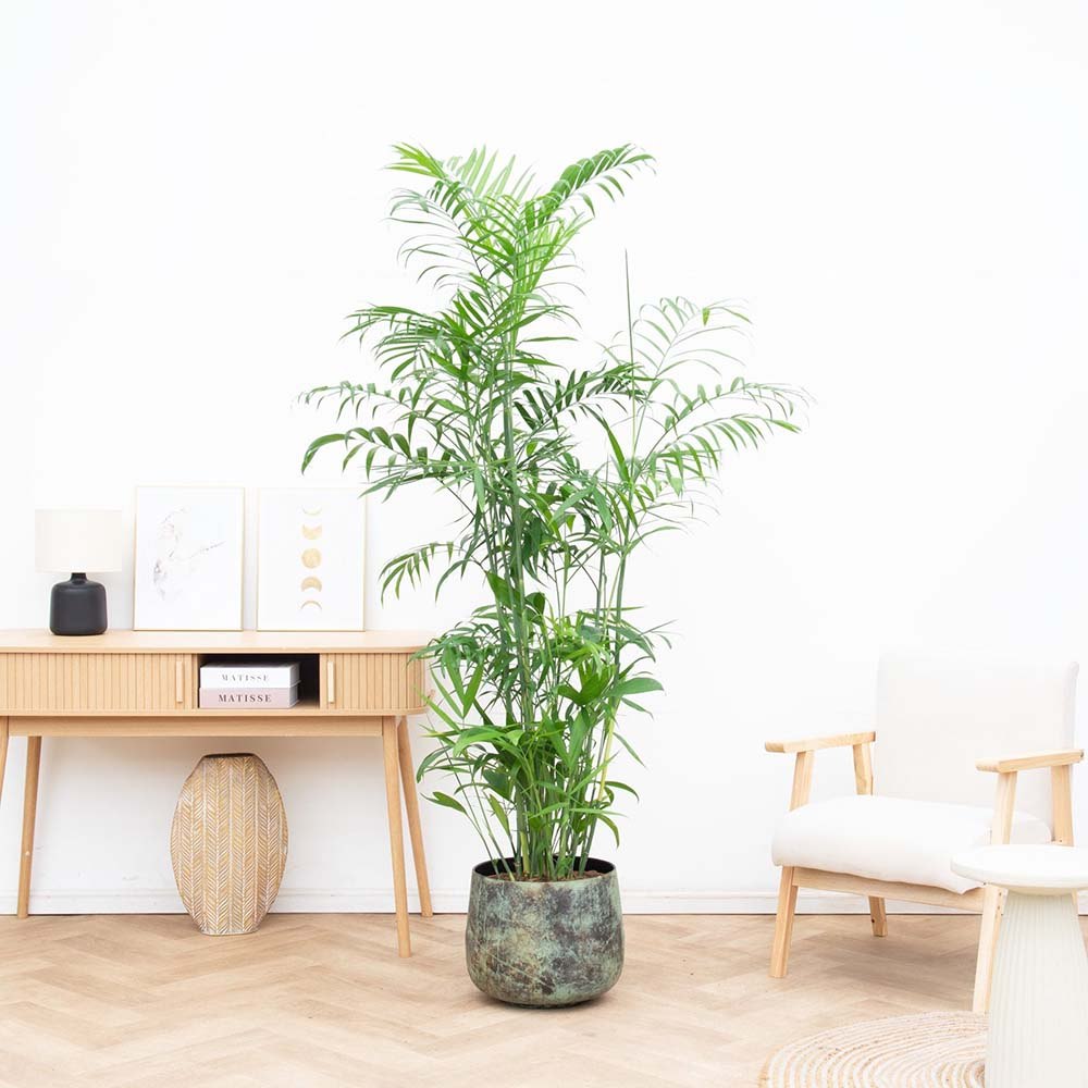 Palmier de Bambus (Chamaedorea seifrizii), 180 cm, planta de interior, purifica aer, intretinere redusa